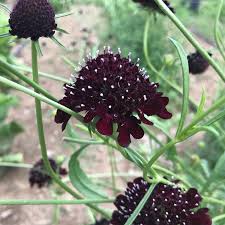 Goth Flowers